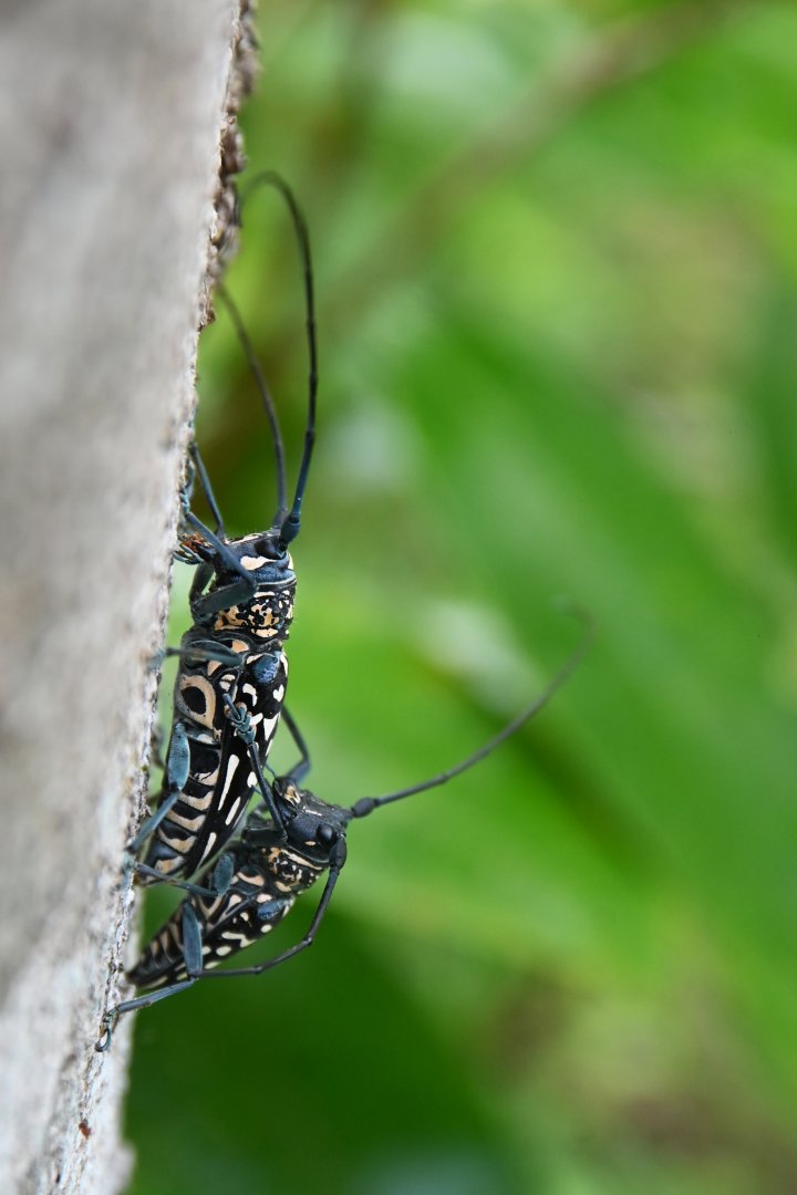 Stellognatha maculata