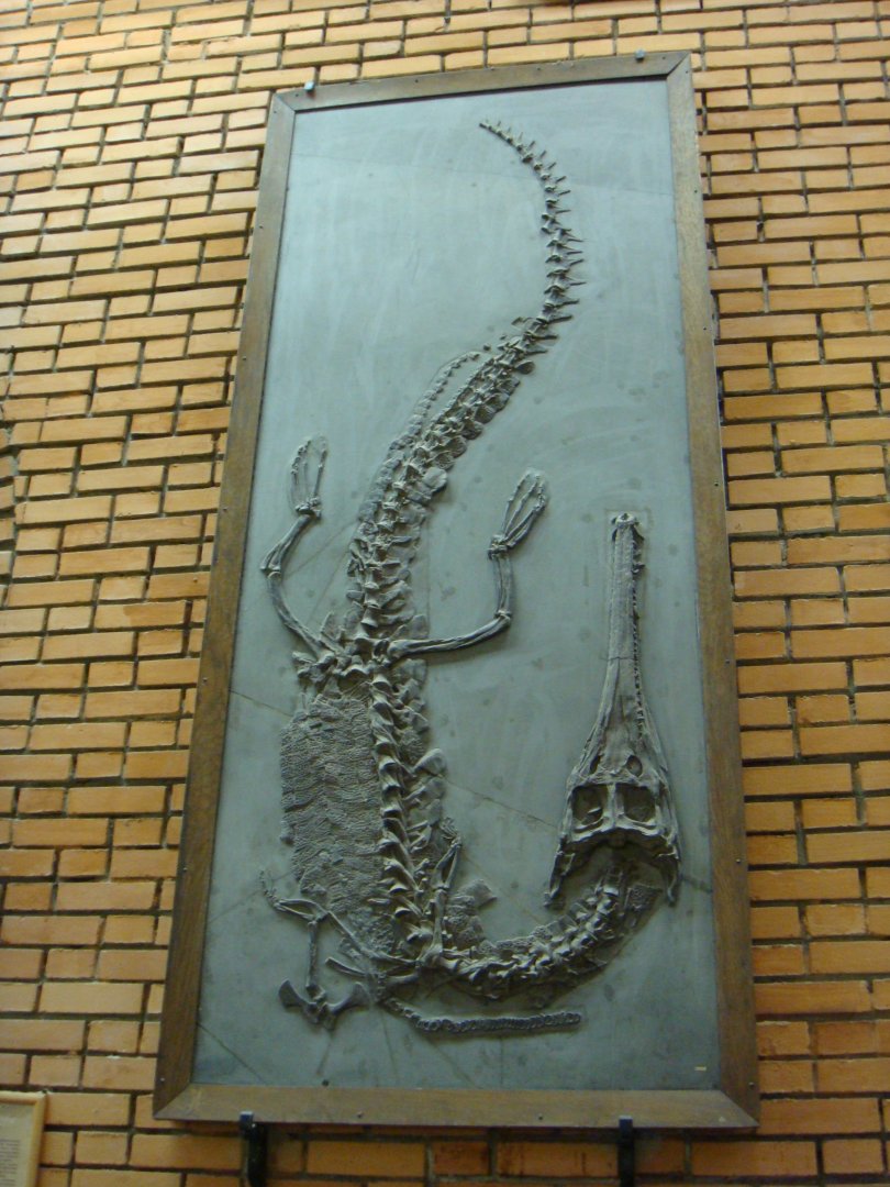 Steneosaurus bollensis