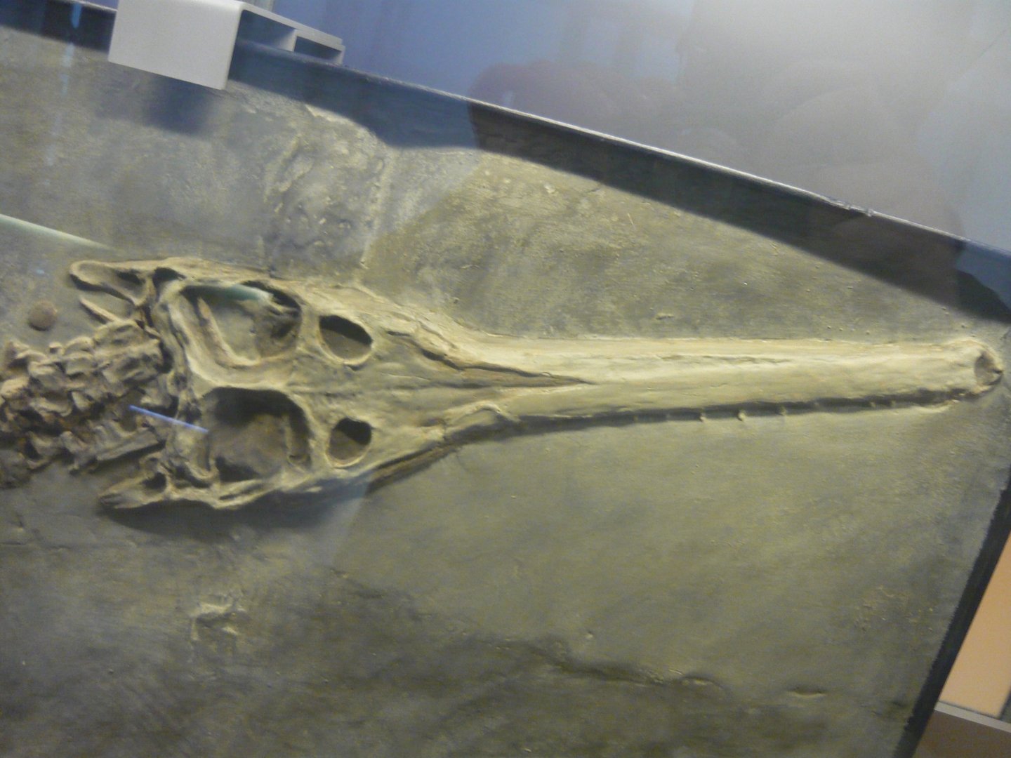 Steneosaurus