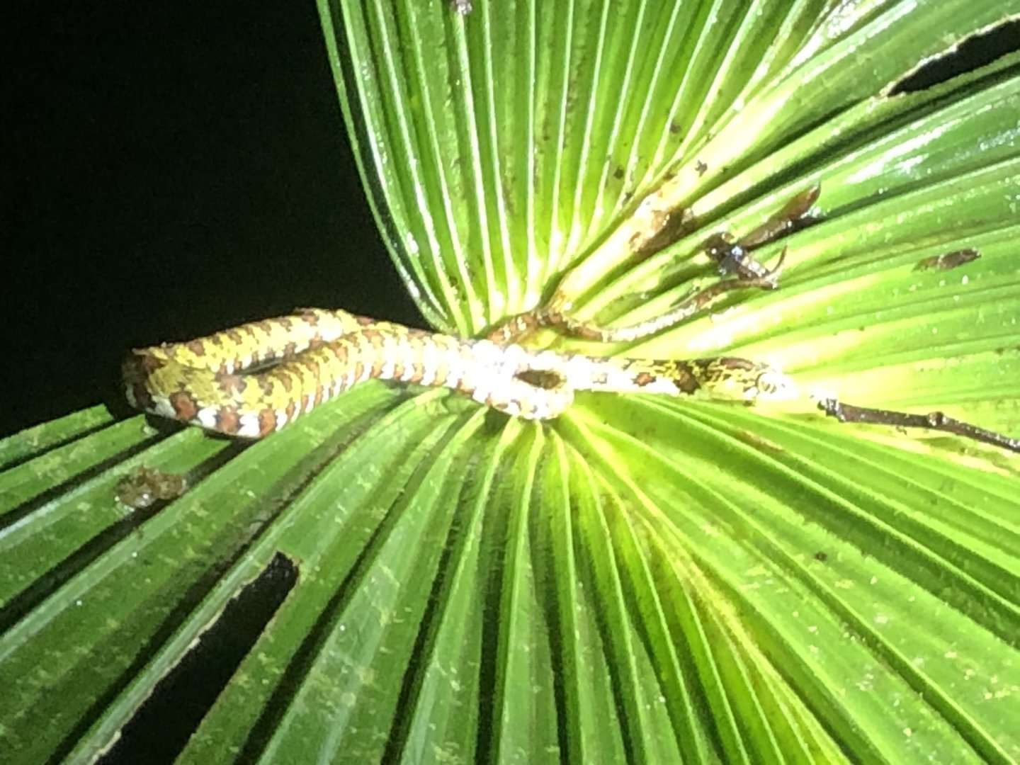 Stenjneger's snail sucker (San Carlos, Costa Rica)