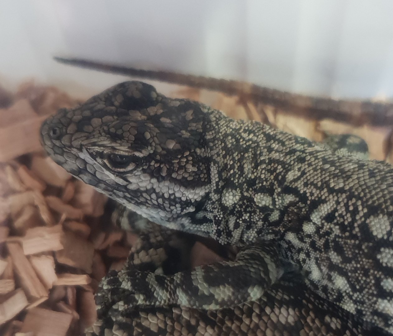 Stenocercus eunetopsis