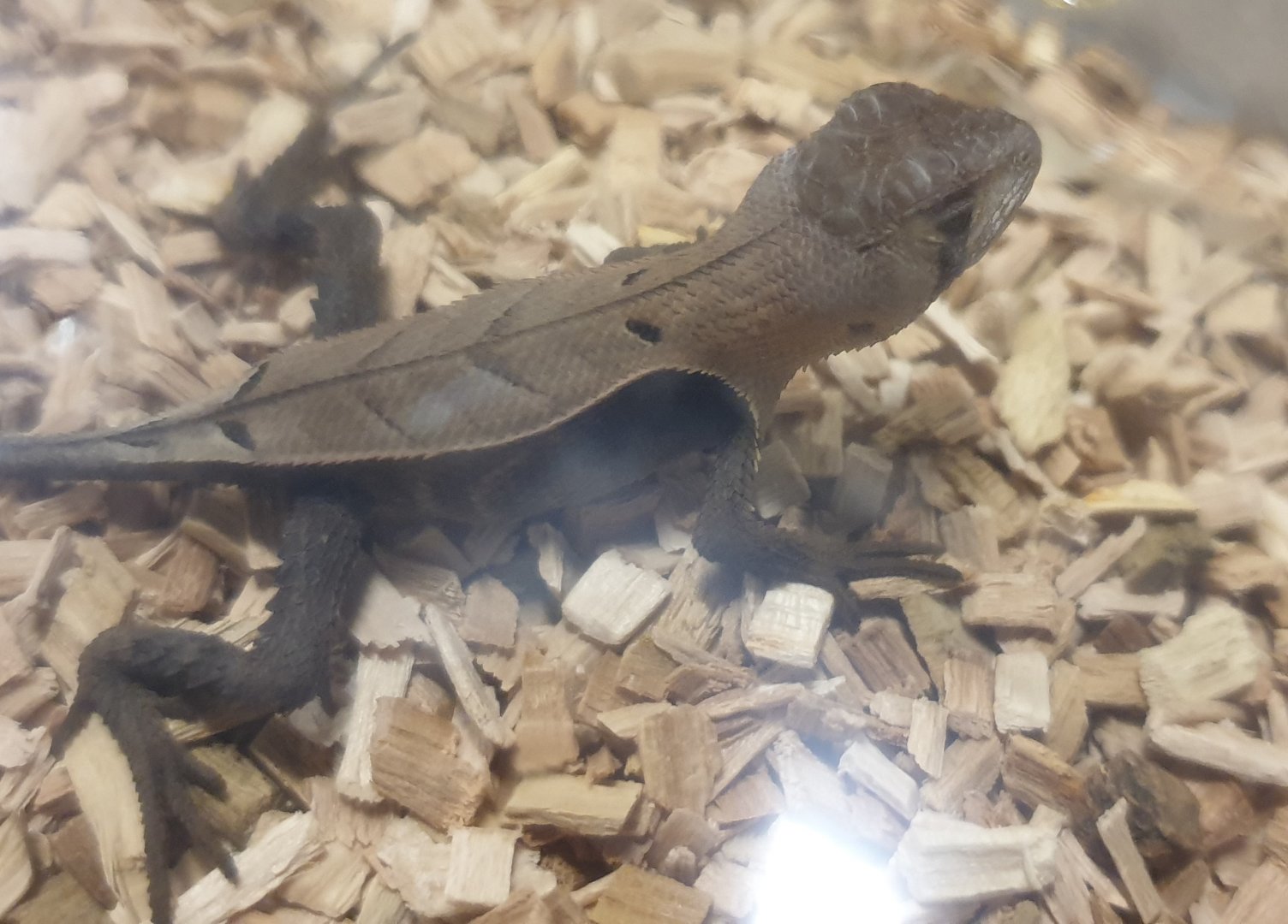 Stenocercus fimbriatus - juvenile