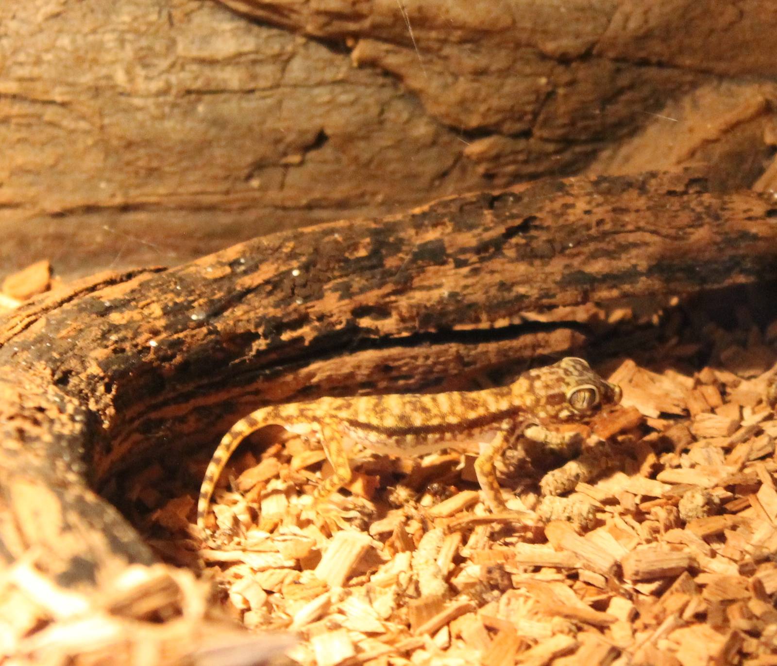 Stenodactylus petrii