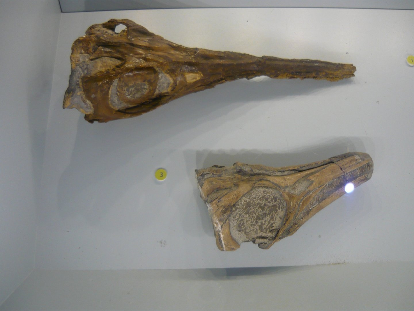 Stenopterygius longifrons and S. hauffianus skulls