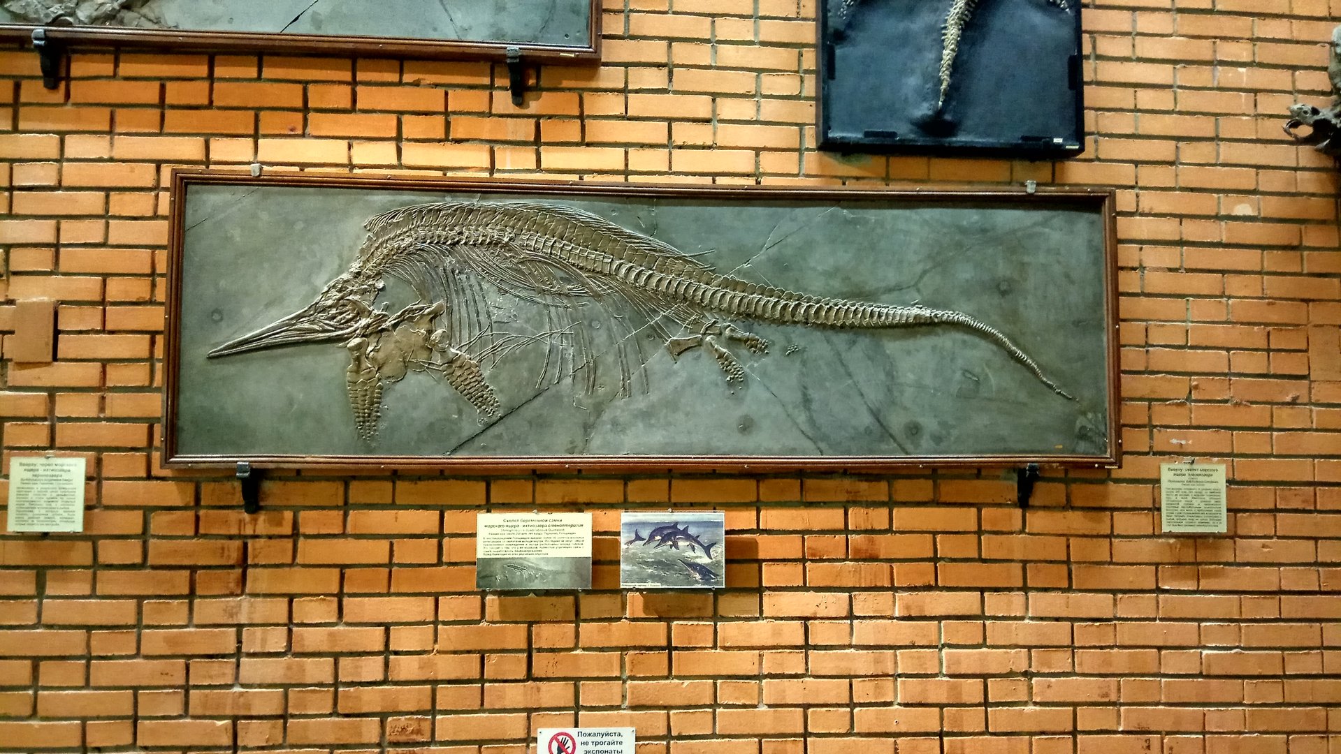 Stenopterygius quadriscissus (cast)