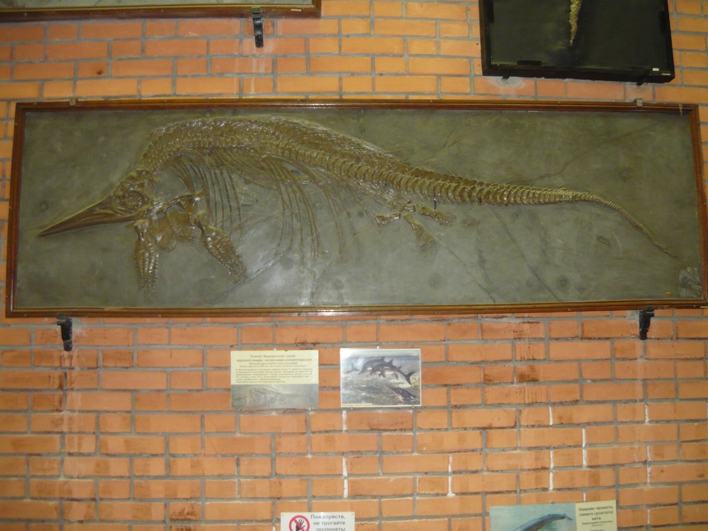 Stenopterygius quadriscissus