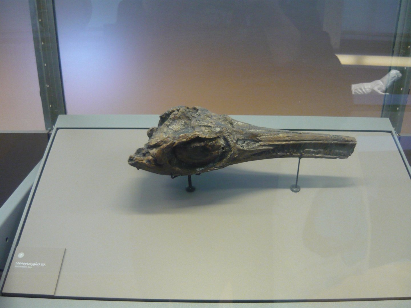 Stenopterygius sp. skull