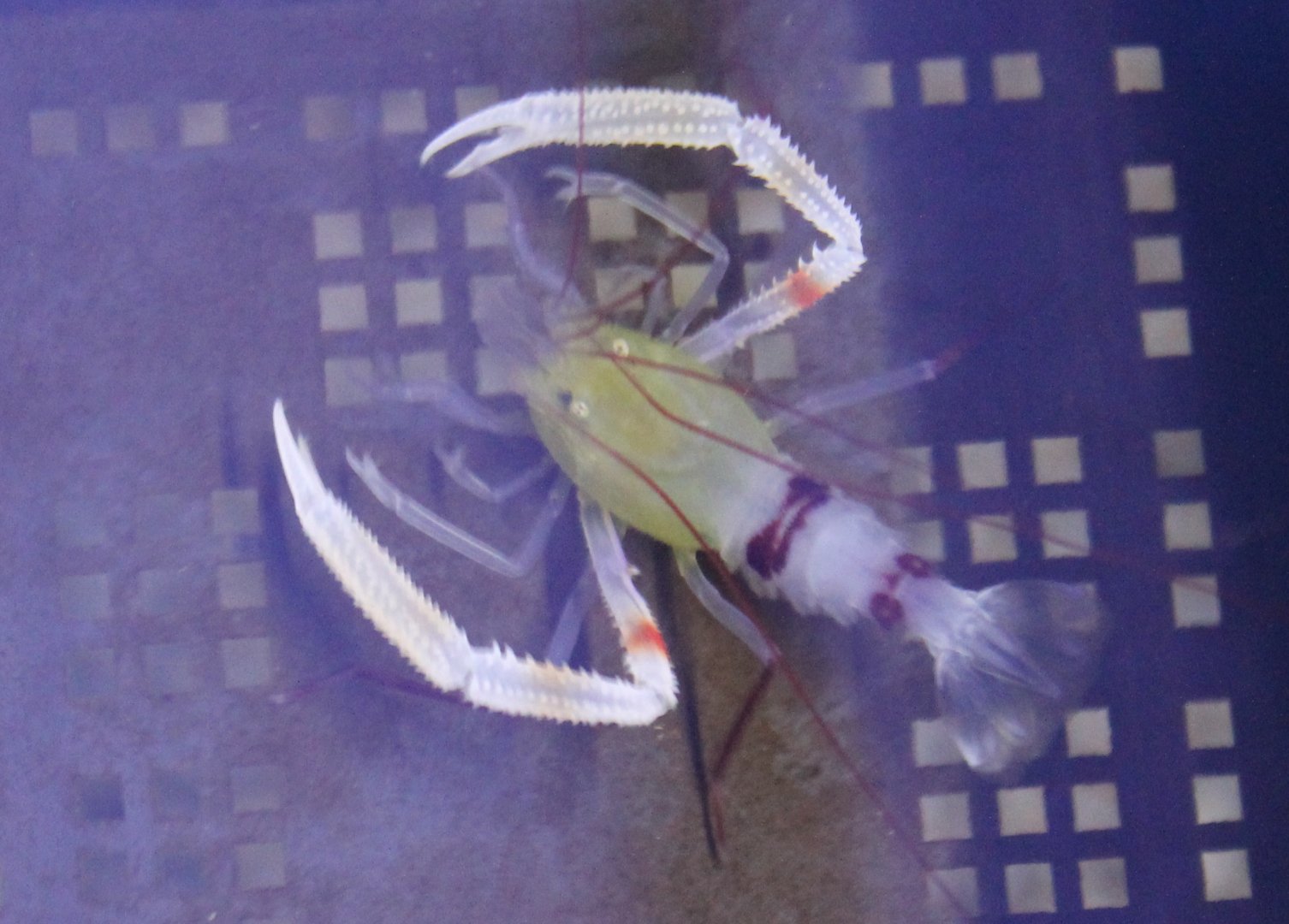 Stenopus zanzibaricus