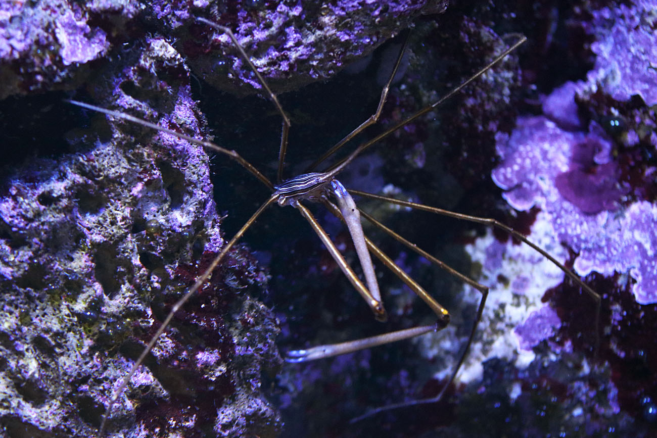 Stenorhynchus ID
