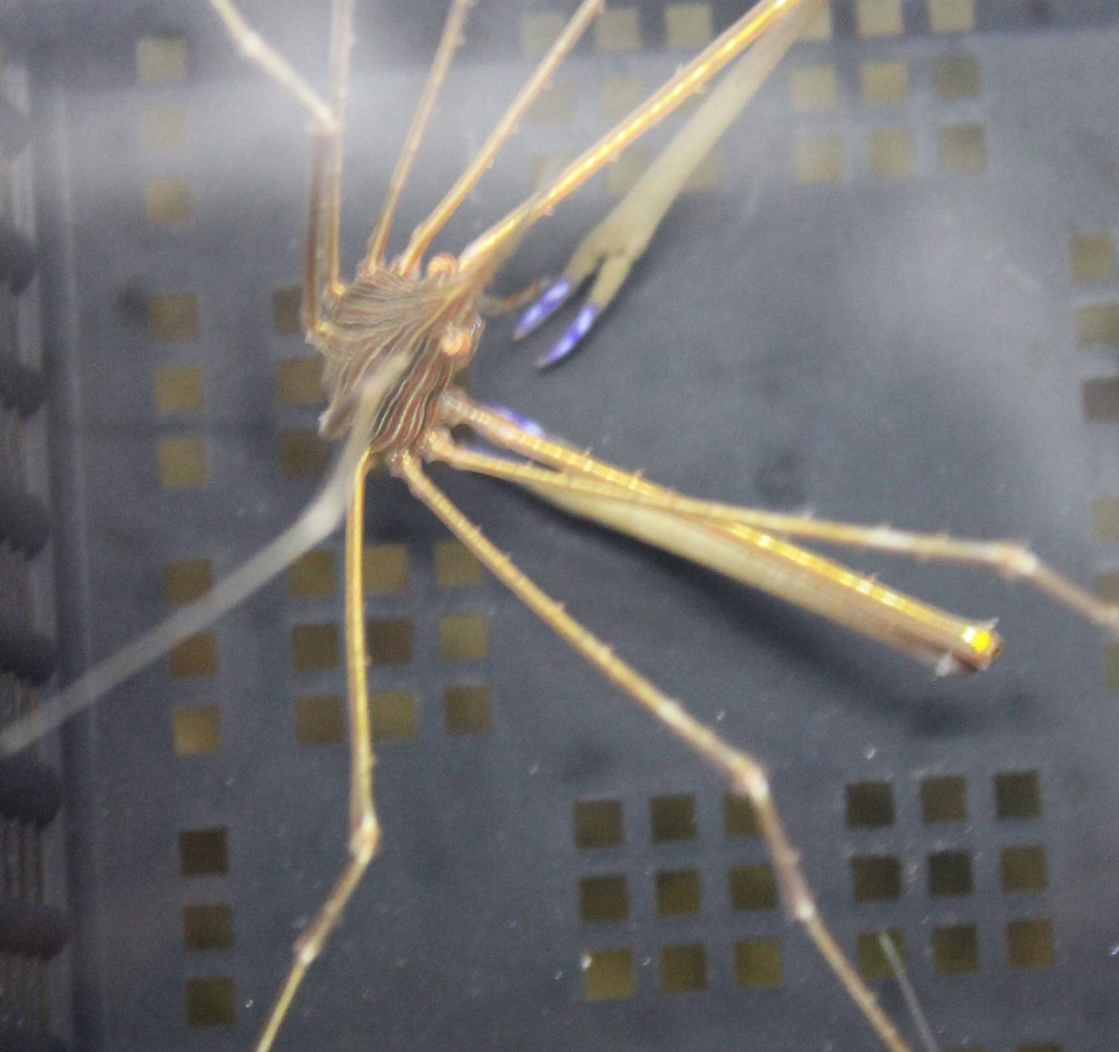 Stenorhynchus seticornis