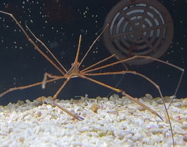 Stenorhynchus seticornis