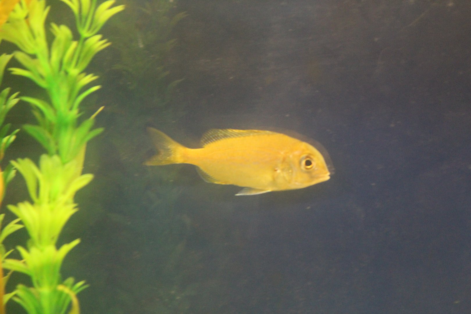 Stenotomus chrysops??