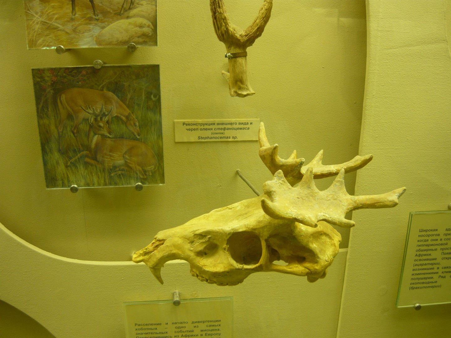 Stepanocemas sp. skull (cast) and reconstruction