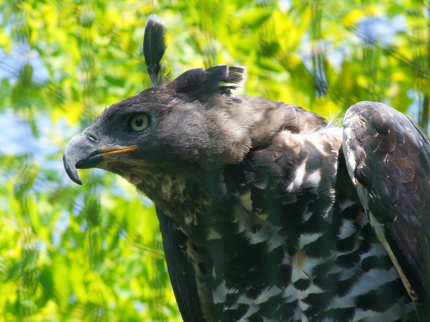 Stephanoaetus coronatus