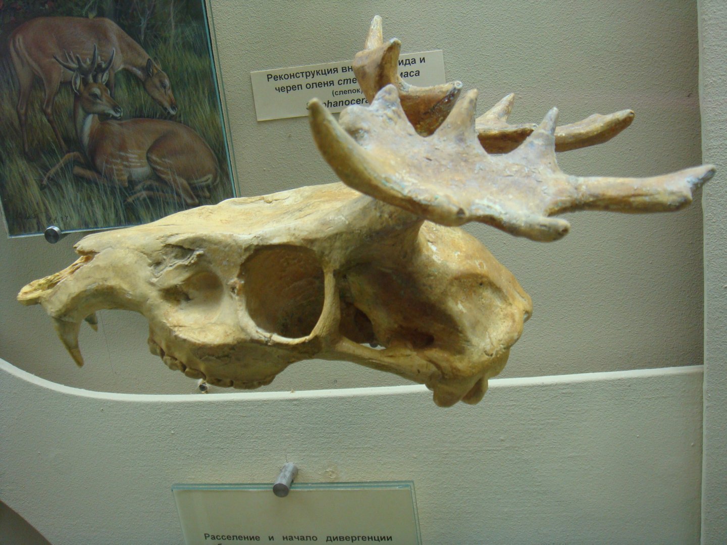 Stephanocemas sp. skull (cast)