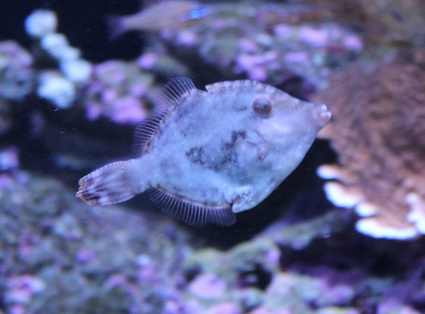 Stephanolepis hispidus