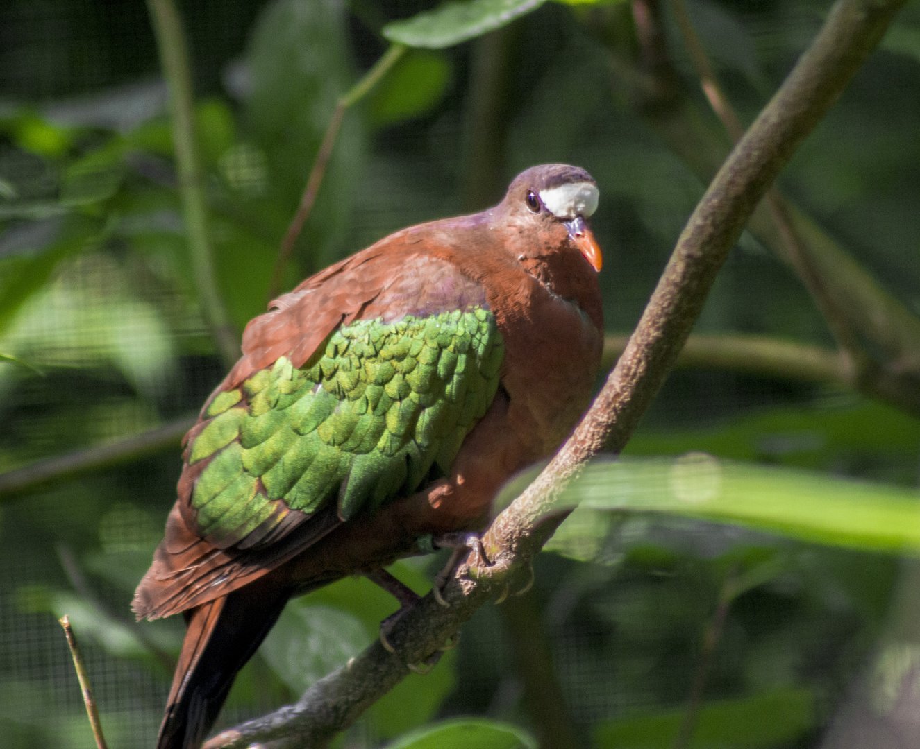Stephan's dove, Chalcophaps stephani