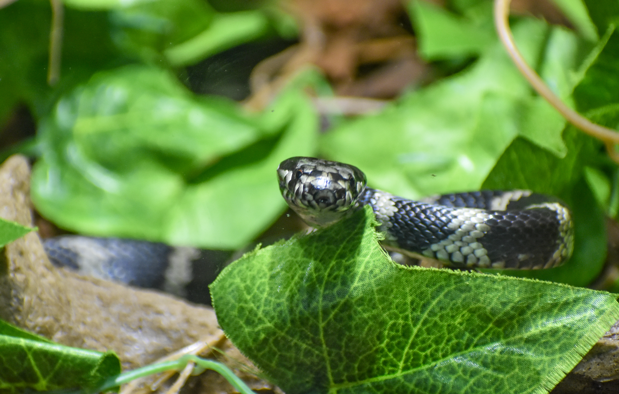 Stephen's Banded Snake, Hoplocephalus stephensii