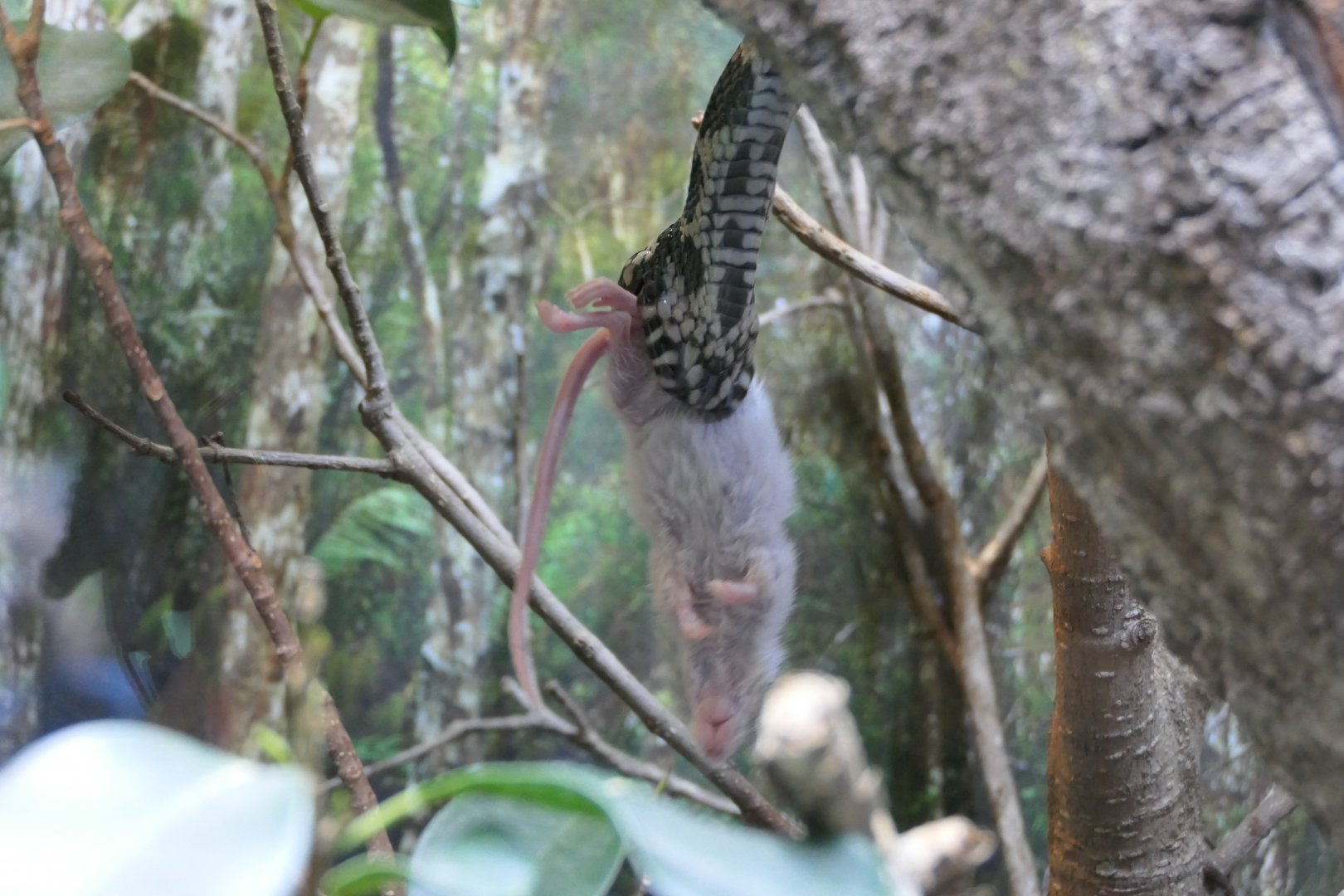 Stephen's Banded Snake (Hoplocephalus stephensii)