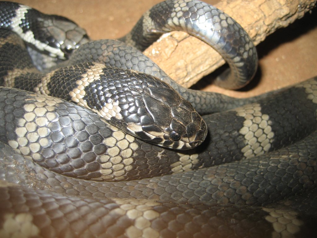 Stephens Banded Snakes