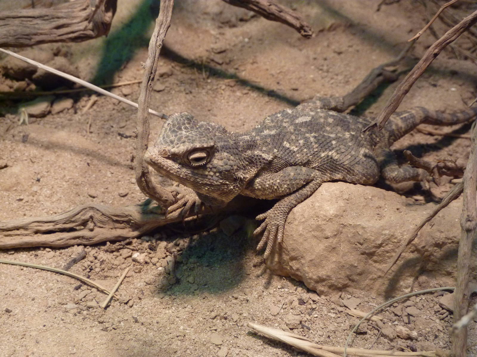 Steppe agama, December 2011.