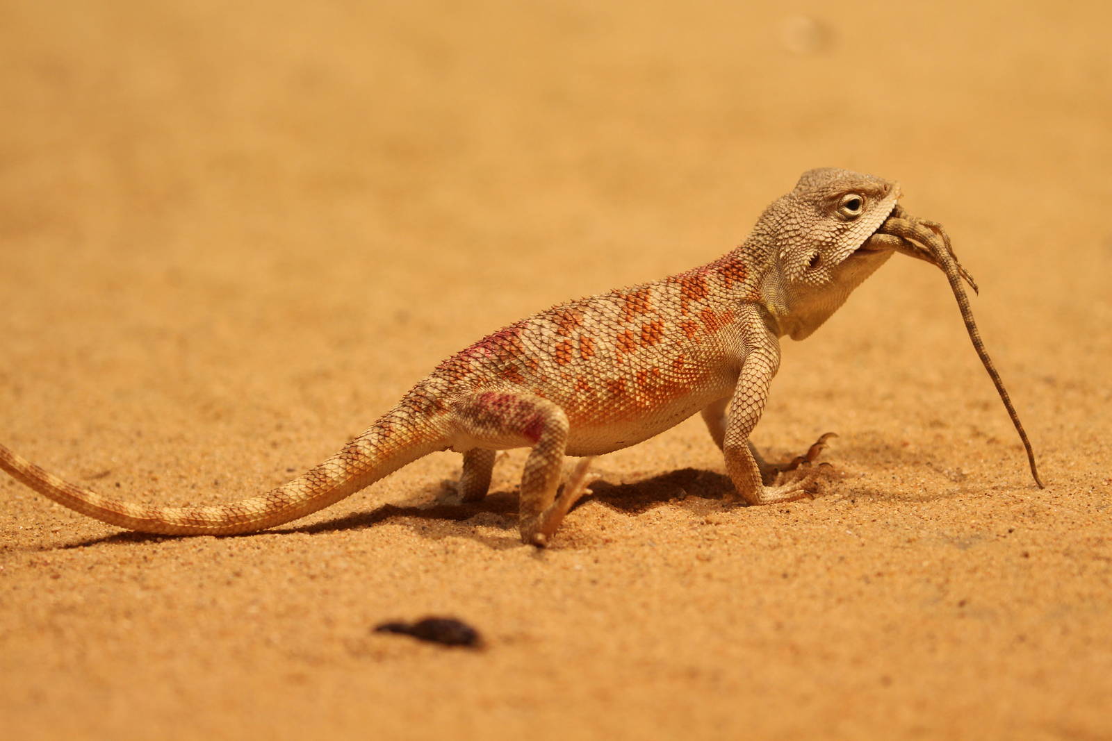 Steppe agama, eating cage-mate, 2 of 2