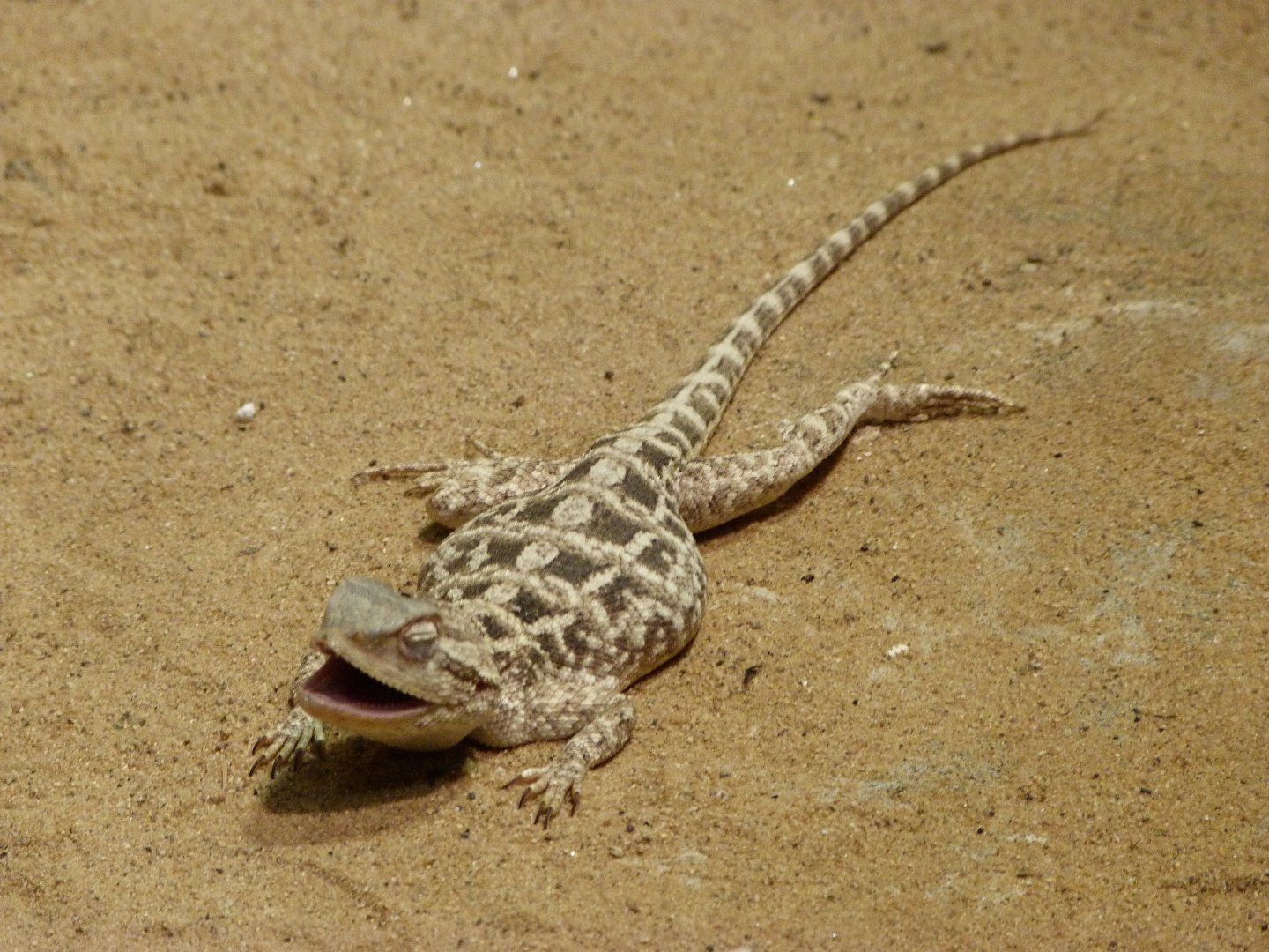 Steppe agama -Zoo Praha (2025)