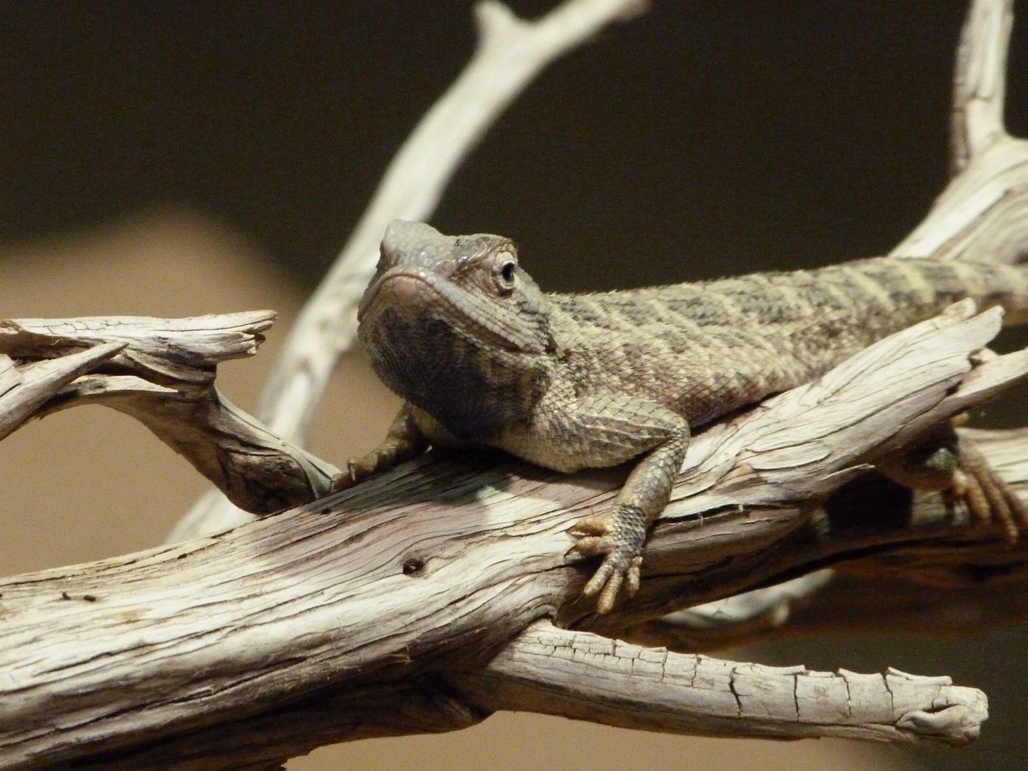 Steppe agama -Zoo Praha (2025)