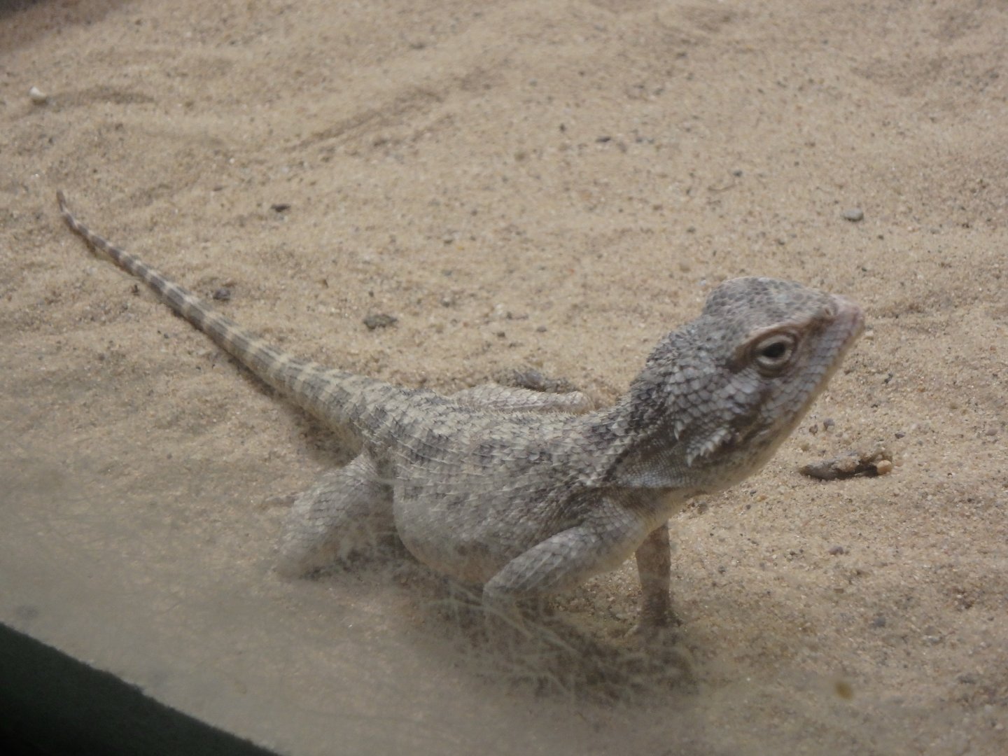 Steppe Agama
