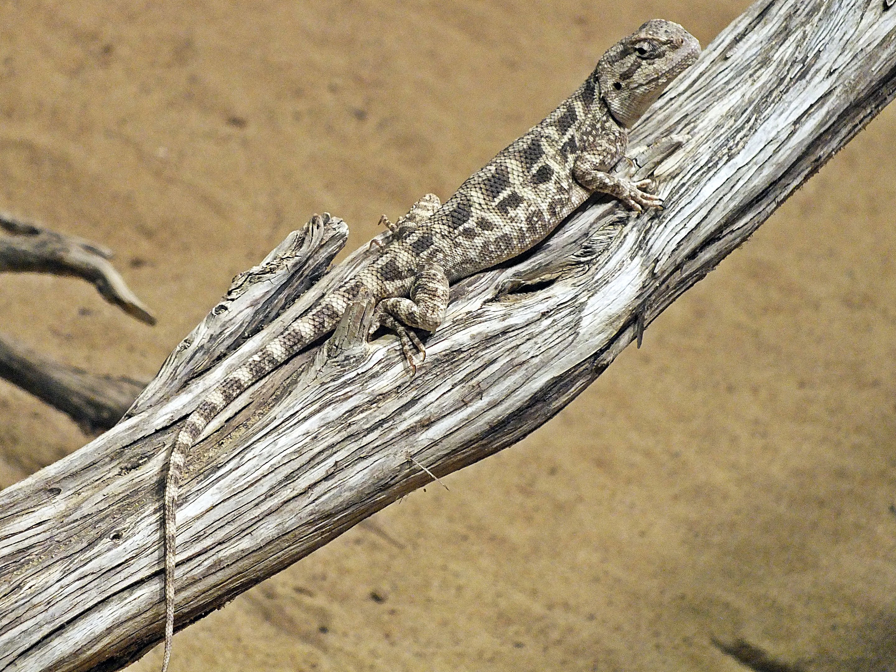 Steppe agama
