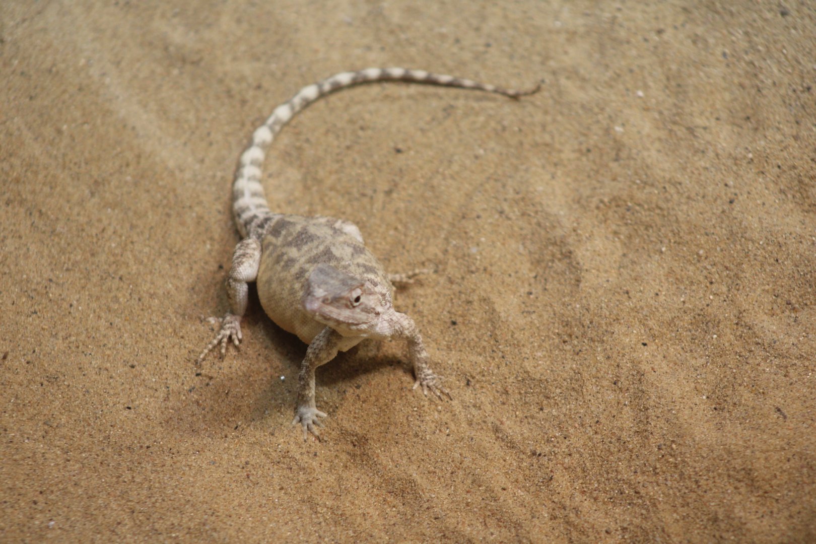 Steppe Agama