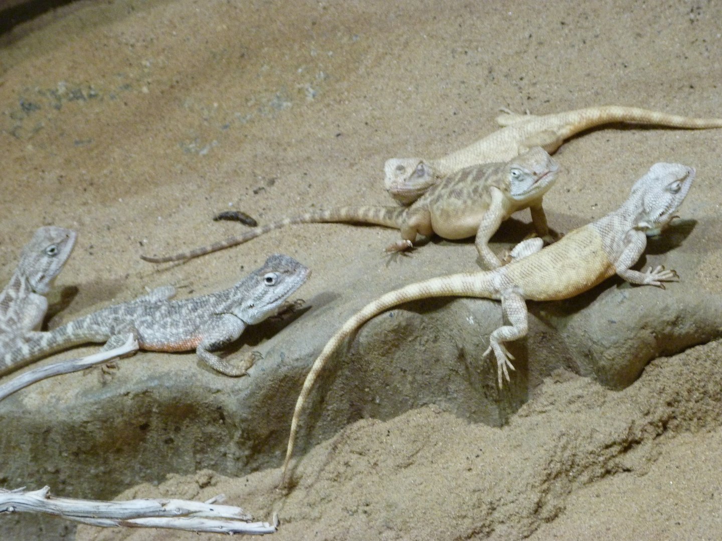 Steppe agamas -Zoo Praha (2025)