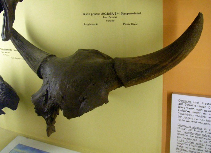 Steppe Bison (Bison priscus)