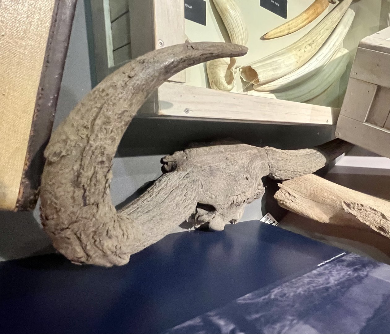 Steppe Bison horns and skull-cap