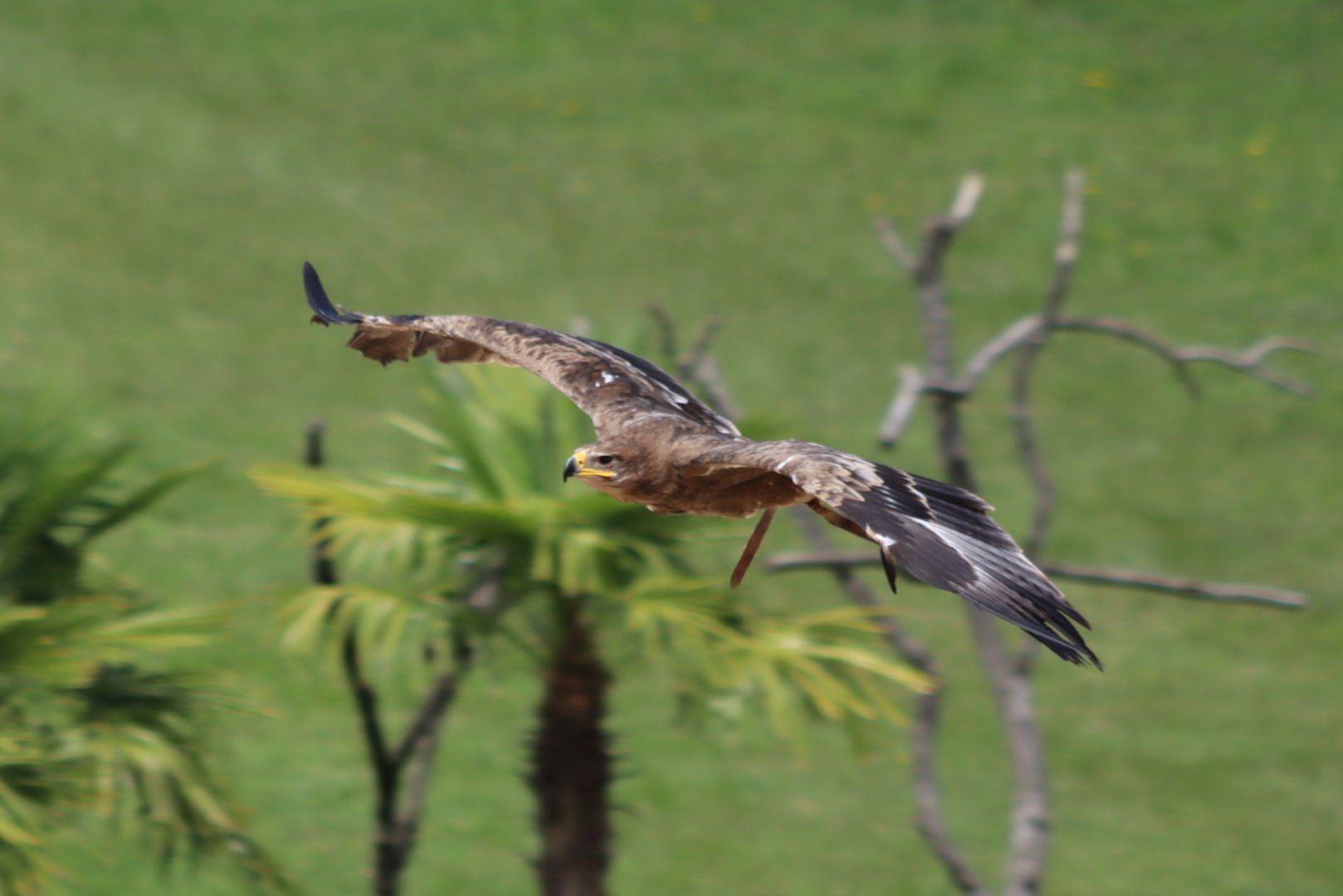 Steppe Eagle - 7 July 2024