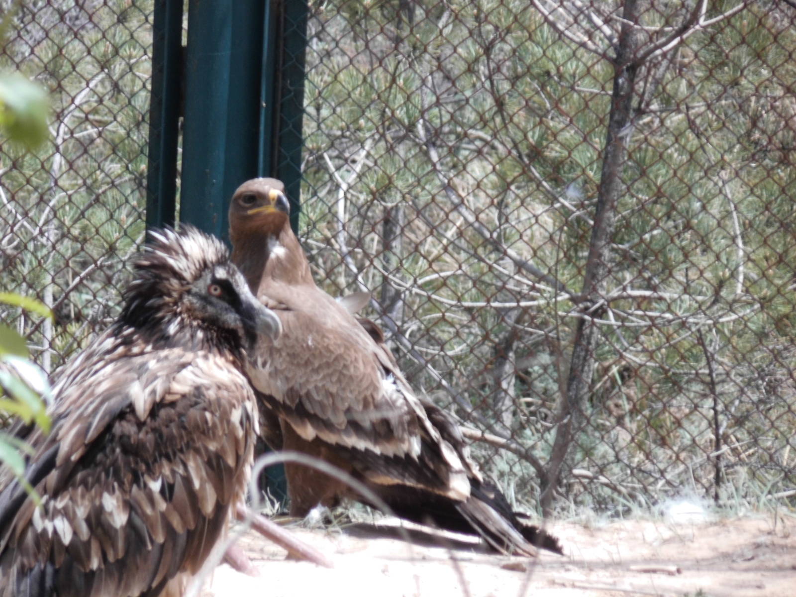 Steppe eagle and Lammergeier at Qinghai-Tibet Plateau Wildlife zoo 2014