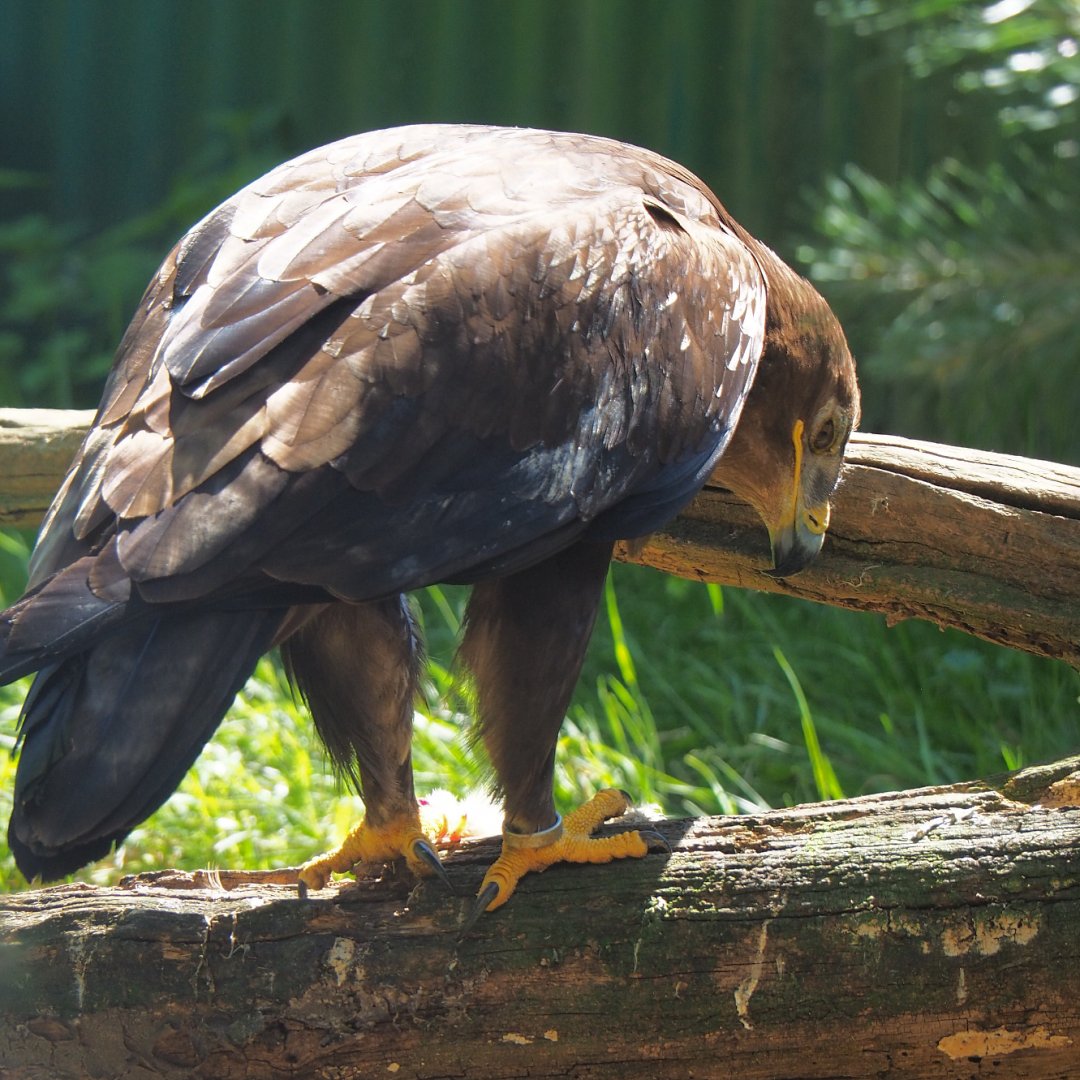 Steppe eagle (Aquila nipalensis), 2020-06-20