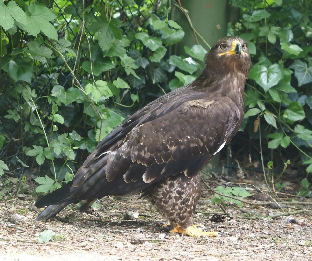 Steppe eagle (Aquila nipalensis), 2024-05-21