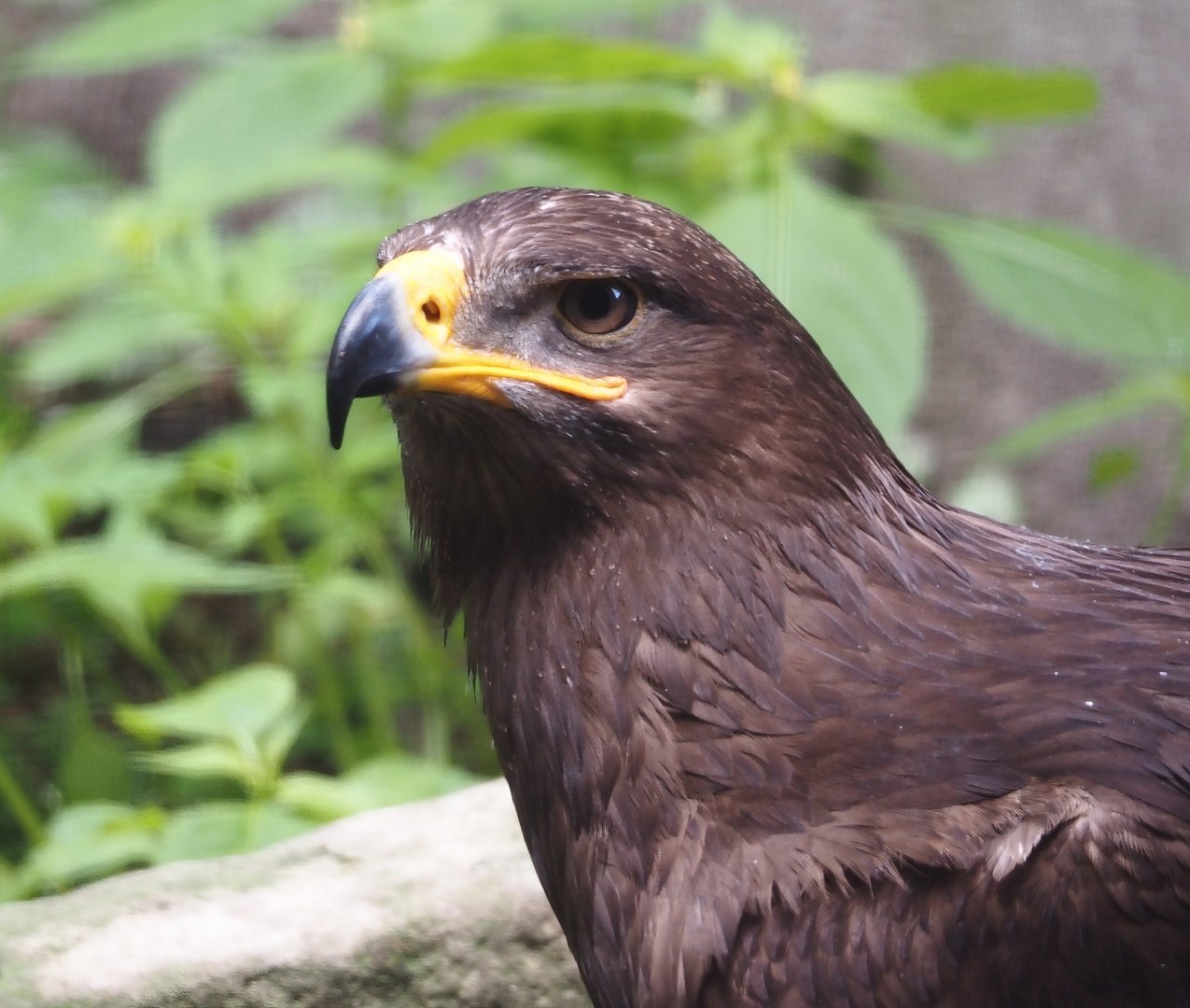Steppe eagle (Aquila nipalensis), 2024-05-23