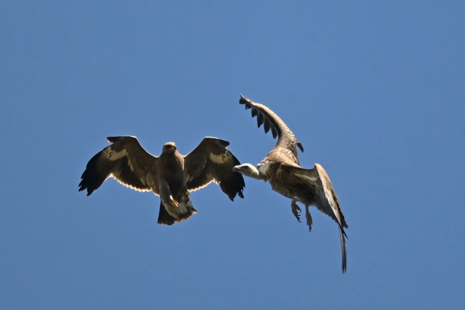 Steppe eagle (Aquila nipalensis) and Himalayan vulture (Gyps himalayensis) fight