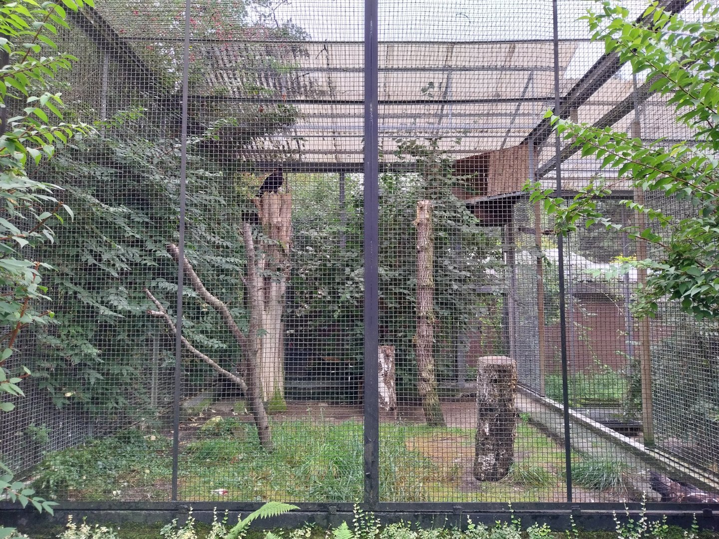 Steppe eagle (Aquila nipalensis) aviary