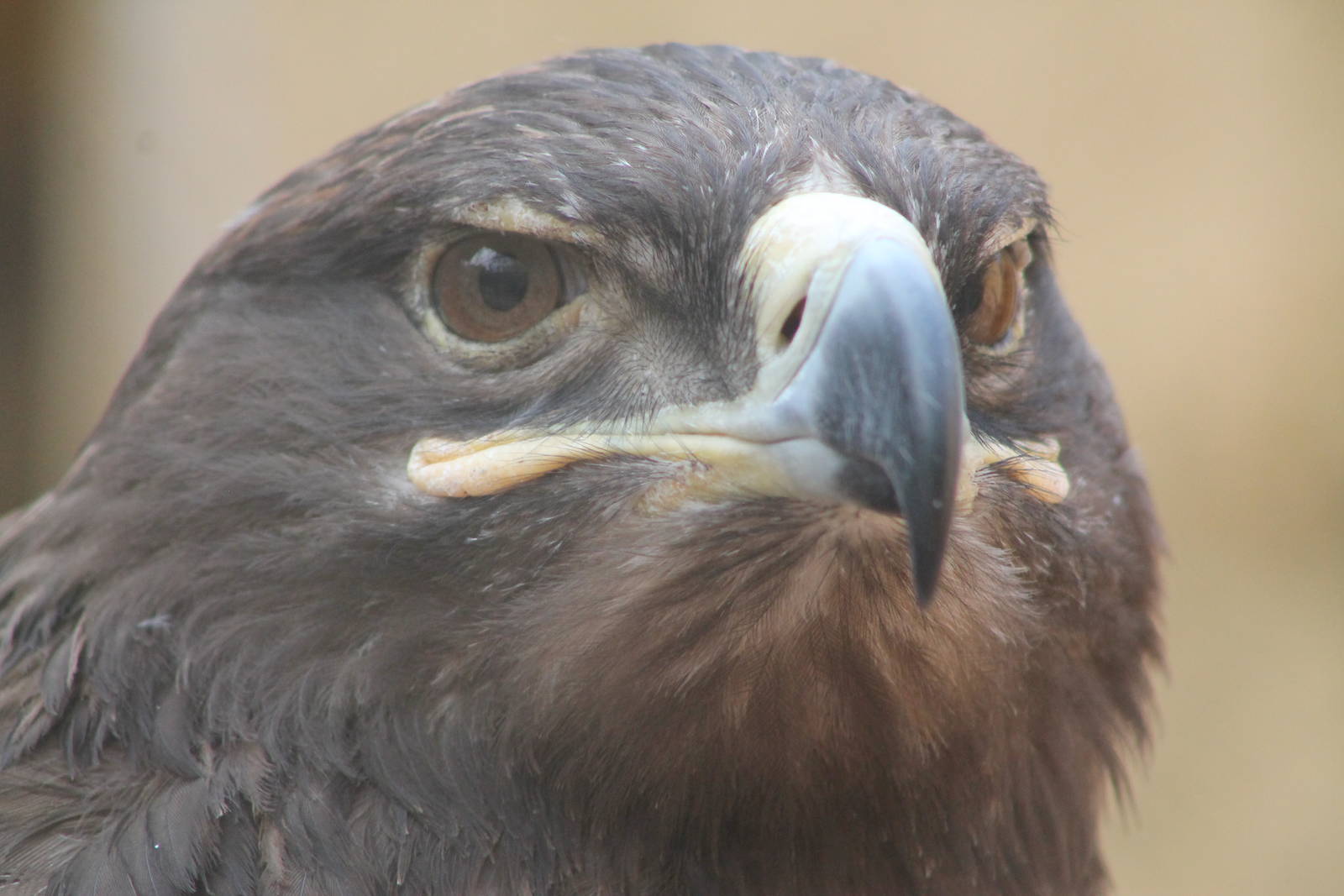 steppe eagle (Aquila nipalensis)