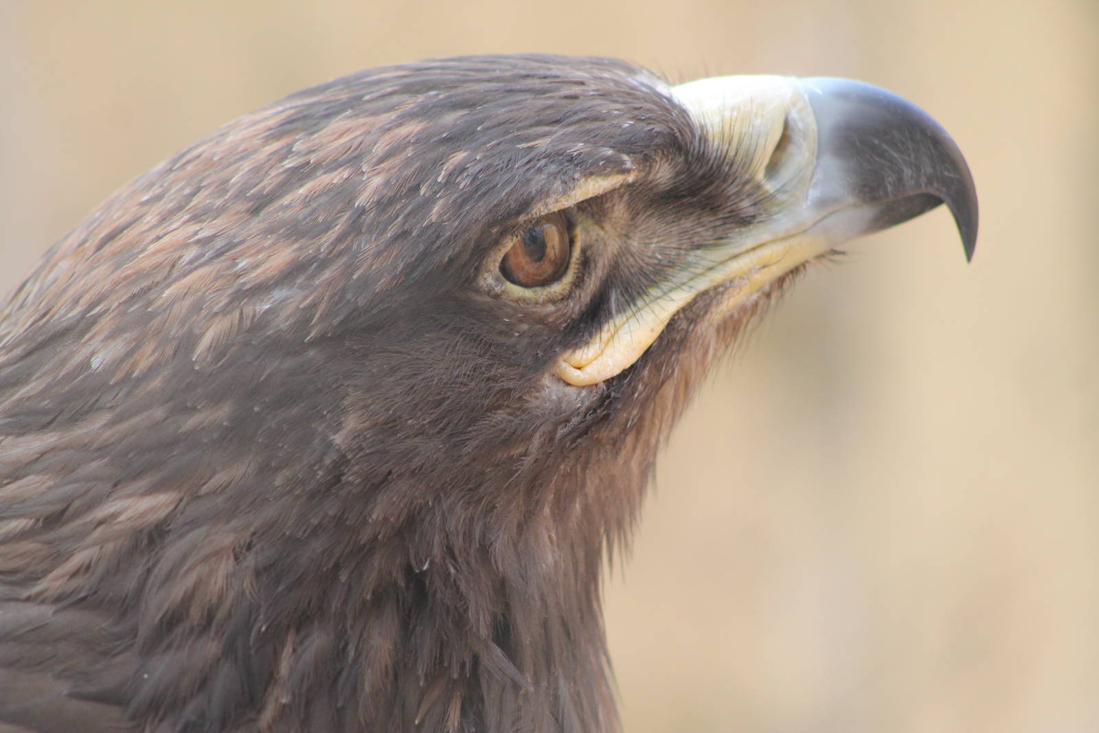 steppe eagle (Aquila nipalensis)