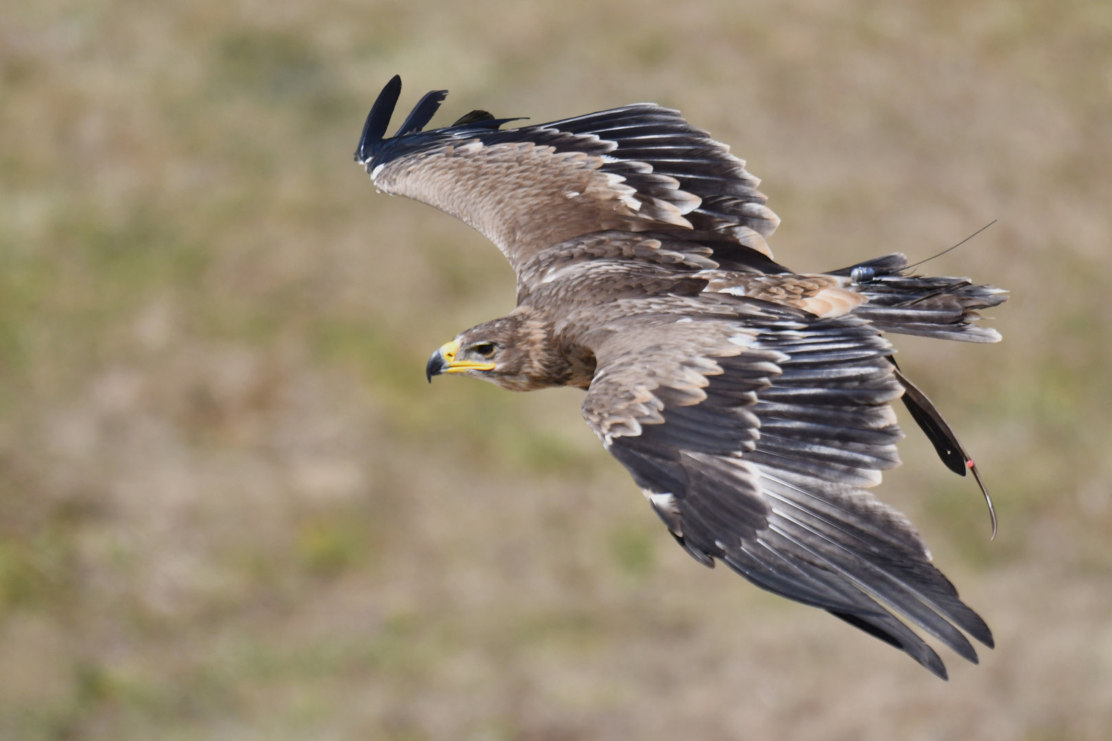 Steppe Eagle Aquila nipalensis