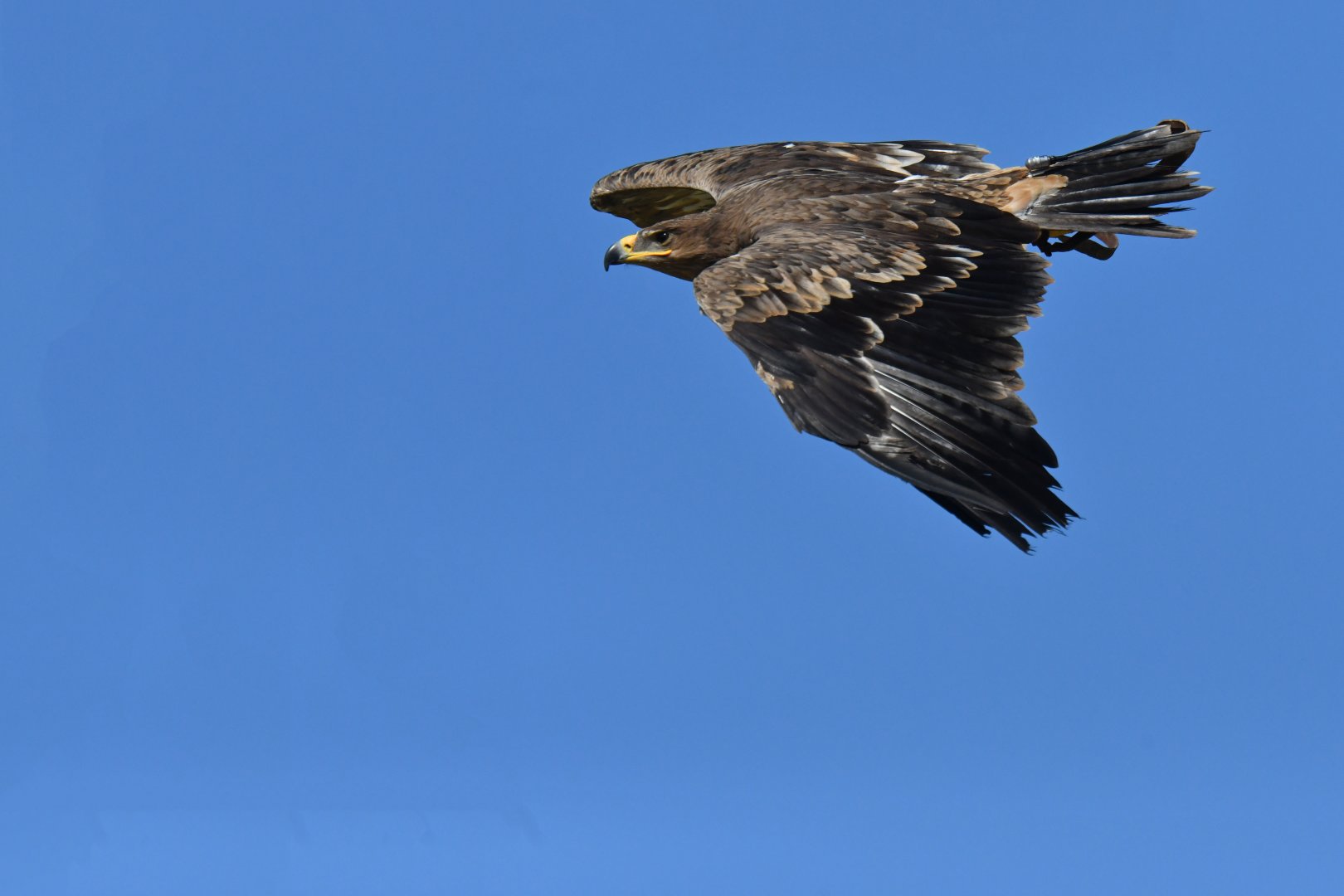 Steppe Eagle Aquila nipalensis