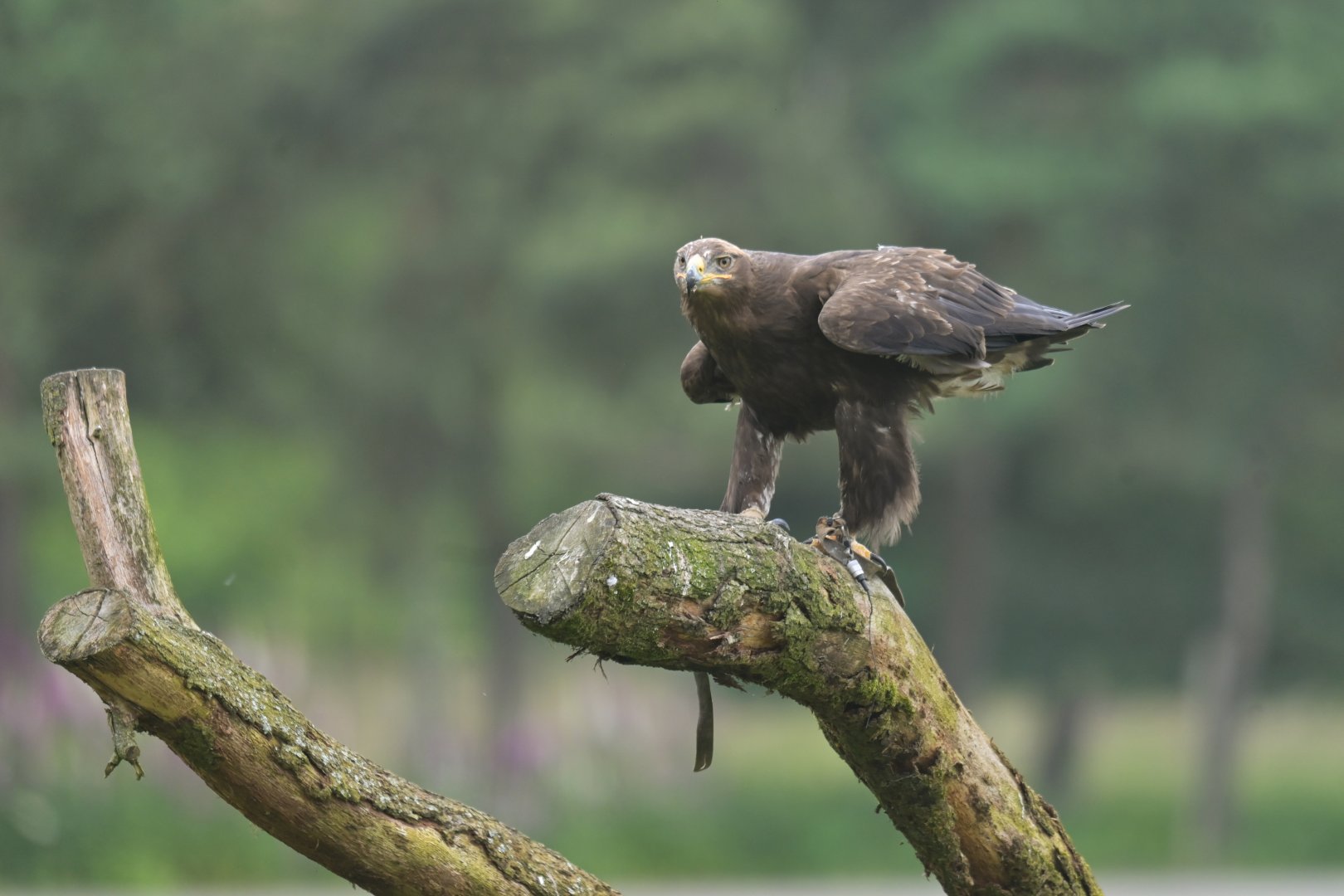 Steppe eagle (Aquila nipalensis)