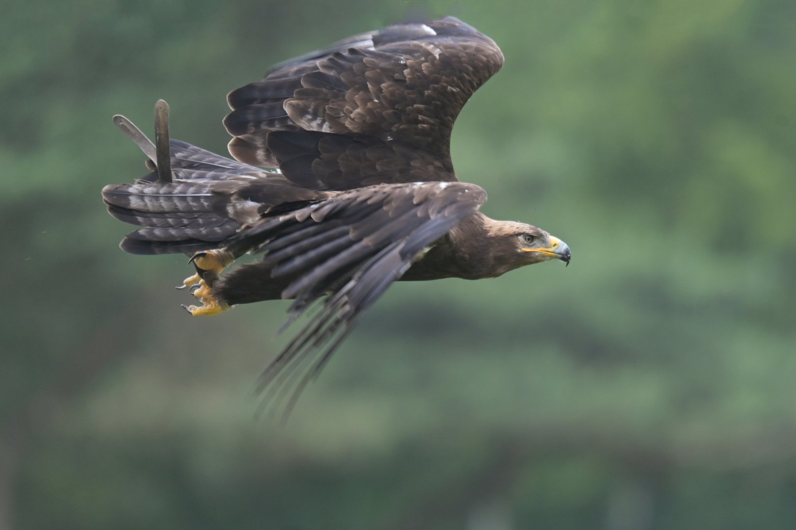 Steppe eagle (Aquila nipalensis)