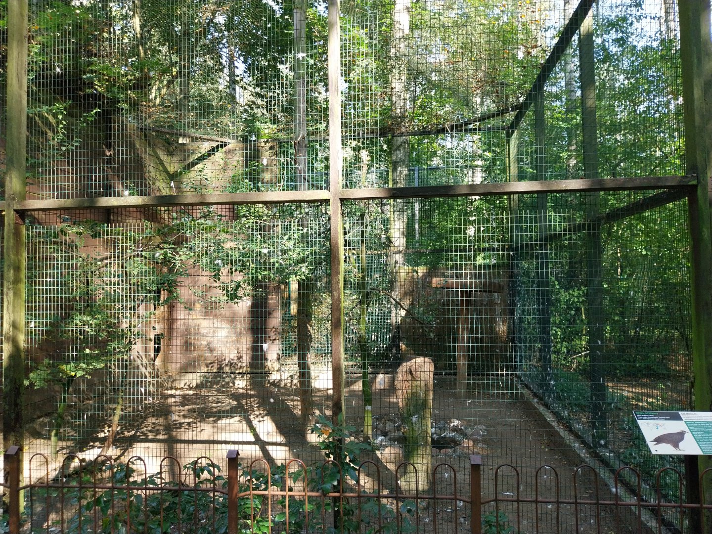 Steppe Eagle (Aquila nipalensis)
