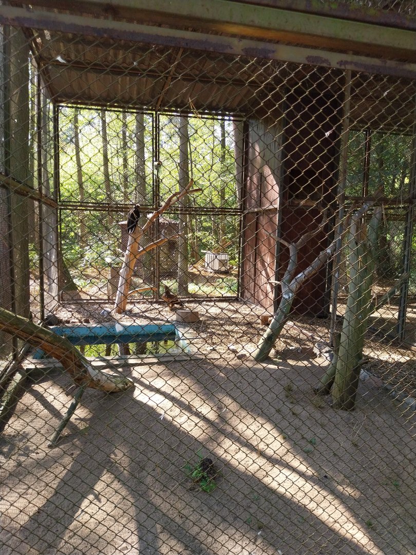 Steppe Eagle (Aquila nipalensis)