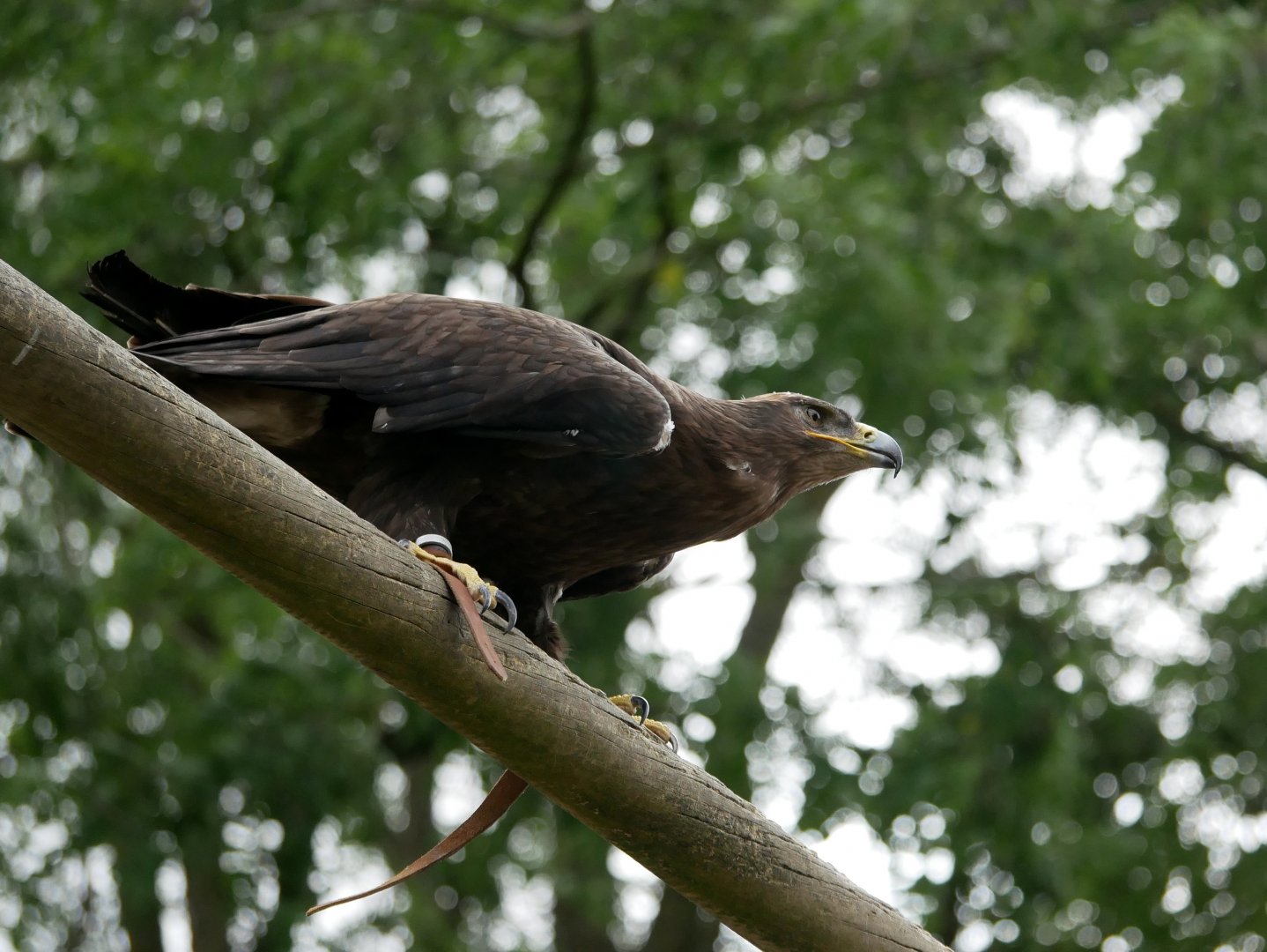 Steppe eagle (Aquila nipalensis)